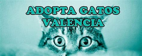 gatos gratis valencia|Adopta Gats Valencia (@adoptagatsvalencia)